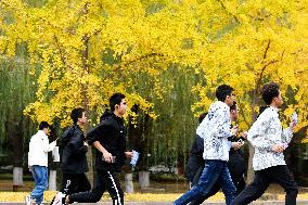 University Autumn Scenery in Qingdao