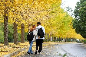 University Autumn Scenery in Qingdao