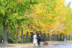 University Autumn Scenery in Qingdao