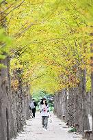 University Autumn Scenery in Qingdao