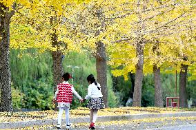 University Autumn Scenery in Qingdao