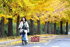 University Autumn Scenery in Qingdao