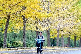 University Autumn Scenery in Qingdao