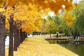 University Autumn Scenery in Qingdao