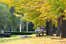 University Autumn Scenery in Qingdao