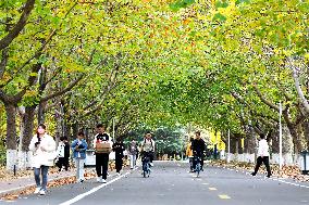 University Autumn Scenery in Qingdao