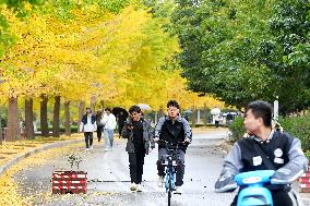 University Autumn Scenery in Qingdao