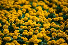 The 25th Chrysanthemum Art Exhibition at Chongqing Zoo