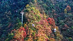 Colorful Forest at Jinfo Mountain in Chongqing