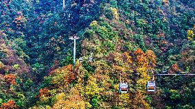 Colorful Forest at Jinfo Mountain in Chongqing