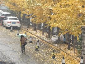 The First Snowstorm Hit Shenyang