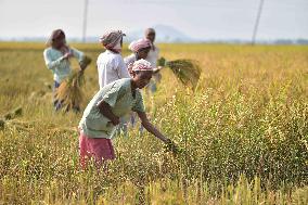 INDIA-ASSAM-PADDY-HARVEST
