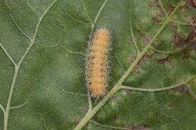 Yellow Woolybear Moth Caterpillar