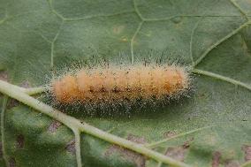 Yellow Woolybear Moth Caterpillar