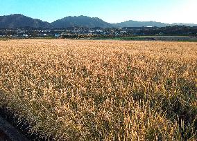 Agriculture, rice, and autumn images