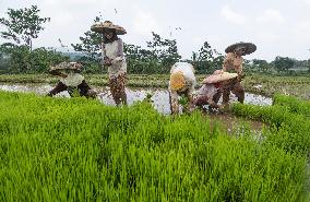 INDONESIA-BOGOR-FARMING