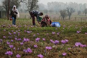 Saffron Harvest In Srinagar - India