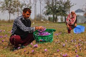 Saffron Harvest In Srinagar - India