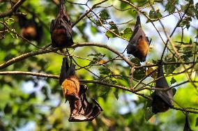 Bats Are Hanging On Tree Branch - Bangladesh
