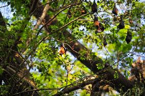 Bats Are Hanging On Tree Branch - Bangladesh