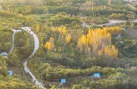 Beautiful Rural Autumn Scenery in Zhouping