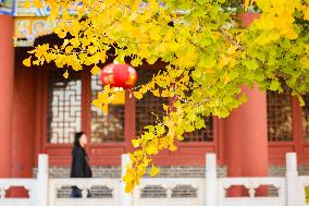 Beautiful Rural Autumn Scenery in Zhouping