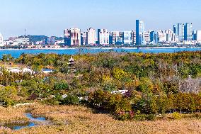 Tangdaowan National Wetland Park Autumn Secenery in Qingdao