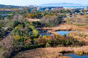 Tangdaowan National Wetland Park Autumn Secenery in Qingdao