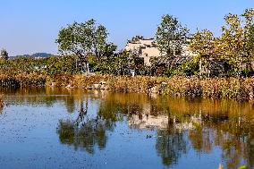 Tangdaowan National Wetland Park Autumn Secenery in Qingdao