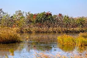 Tangdaowan National Wetland Park Autumn Secenery in Qingdao