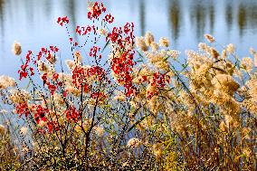 Tangdaowan National Wetland Park Autumn Secenery in Qingdao