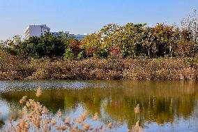 Tangdaowan National Wetland Park Autumn Secenery in Qingdao