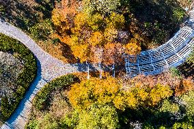 Tangdaowan National Wetland Park Autumn Secenery in Qingdao