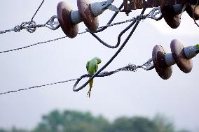 India Wildlife