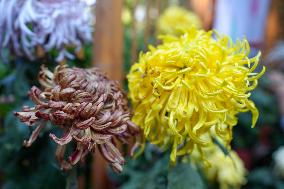 Chrysanthemum Exhibition in Fuzhou