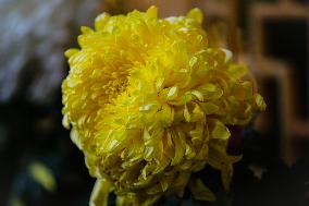 Chrysanthemum Exhibition in Fuzhou