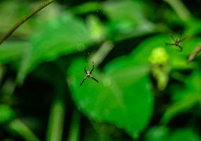 Animal India -  Signature Spider - Argiope Anasuja