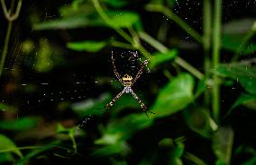 Animal India -  Signature Spider - Argiope Anasuja