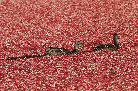 Mallard Ducks Swim Amongst Floating Cranberries