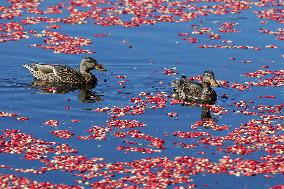 Mallard Ducks Swim Amongst Floating Cranberries