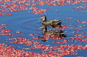 Mallard Ducks Swim Amongst Floating Cranberries