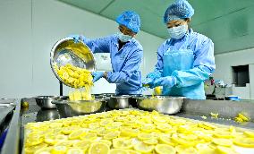 Fresh Fruits Vegetables Lyophilized Production Line in Zhangye