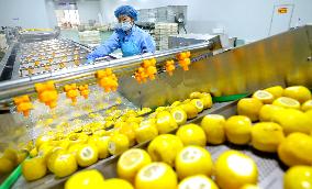 Fresh Fruits Vegetables Lyophilized Production Line in Zhangye