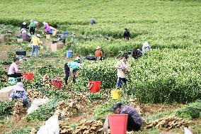 Farmers Harvest Ginger in Qianxinan