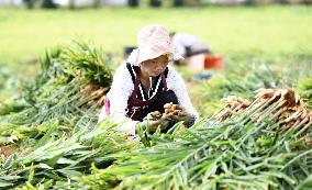 Farmers Harvest Ginger in Qianxinan