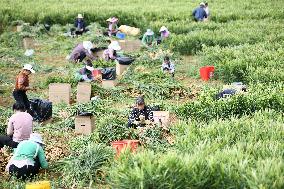 Farmers Harvest Ginger in Qianxinan