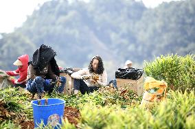 Farmers Harvest Ginger in Qianxinan