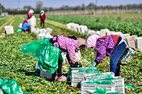 Agriculture Harvest in Qingzhou