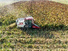 Sorghum Harvest in Lianyungang