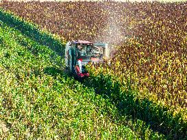 Sorghum Harvest in Lianyungang